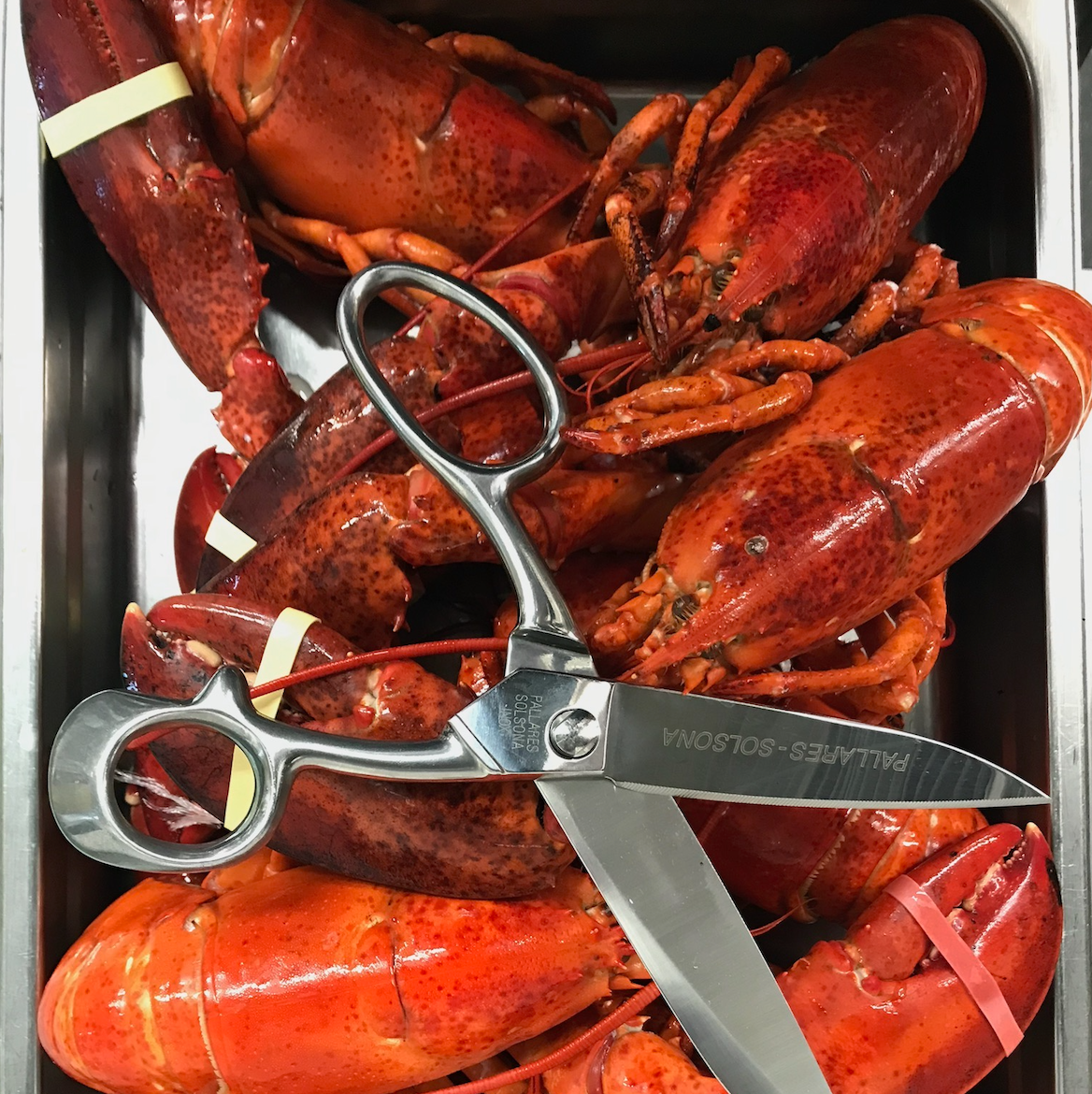 Using Kitchen Scissors: Shelling Lobster